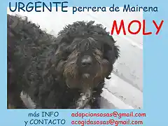 MOLY perrera de Mairena (Sevilla)