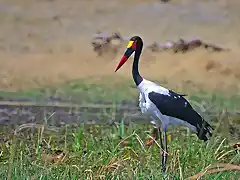 jabiru