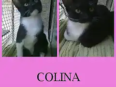 COLINA1