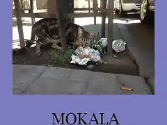 mokala