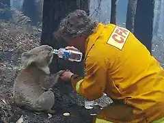 Bombero en Australia da de beber a un Koala