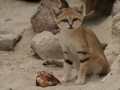 Le Parc des Felins agost 2010 873 Le Parc des Felins agost 2010 873