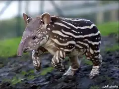 tapir_0