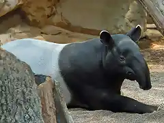 tapir1