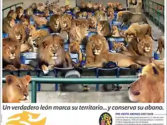 aviso leones del caracas