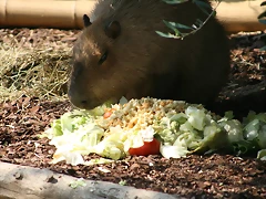 Zoo Barcelona, Faunia y Safari Madrid 1198 Zoo Barcelona, Faunia y Safari Madrid 1198