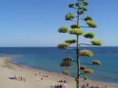 Agave americana