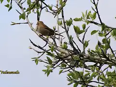 17, pajaros, marca