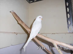 CIMG0698 CIMG0698
