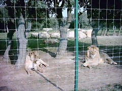 Zoo la Barben 26-06-05 (125) Zoo la Barben 26-06-05 (125)