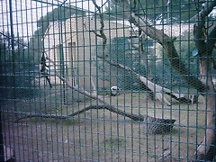 Zoo la Barben 26-06-05 (116) Zoo la Barben 26-06-05 (116)