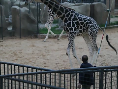 Zoo de Barcelona 05-11-10 991 Zoo de Barcelona 05-11-10 991