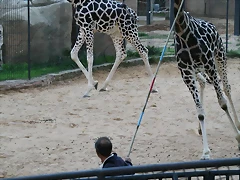 Zoo de Barcelona 05-11-10 990 Zoo de Barcelona 05-11-10 990