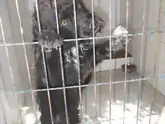 perro de aguas cruce con schnauzer