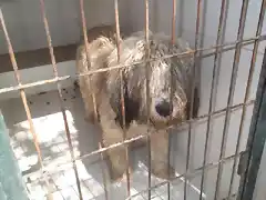 perro de aguas gris