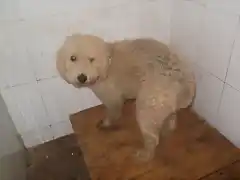 perro de aguas herido