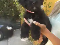 cachorro abandonado en una caja