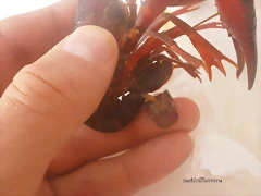 P7050044
