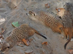 SURICATA