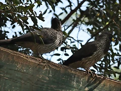 TURACO GRIS