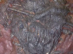 6 6