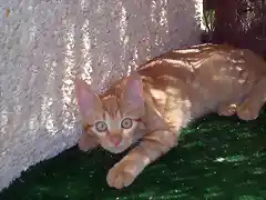 SIMBA EN LA TERRAZA