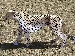 Cheetah (papercraft) by Pendragon