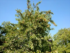 DSCN2339 DSCN2339