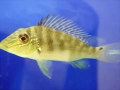 Satanoperca jurupari (12-4-16 Aquaria Virtual, det yo) Satanoperca jurupari (12-4-16 Aquaria Virtual, det yo)
