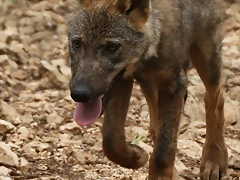 Zoo Lunaret + Sigean 18 i 19-09-10 512 Zoo Lunaret + Sigean 18 i 19-09-10 512