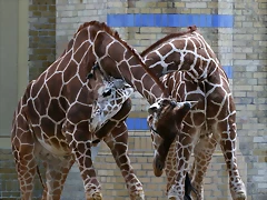 Zoo Berlin 25-06-11 1379 Zoo Berlin 25-06-11 1379