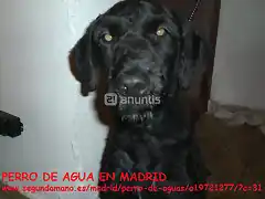 perro de agua e n Madrid