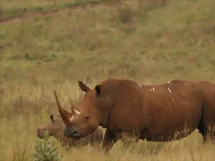 Rhino & Lion Nature Reserve 15-03-09 227 Rhino & Lion Nature Reserve 15-03-09 227