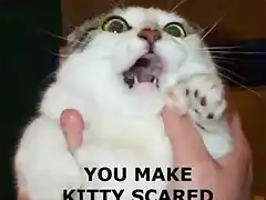 Cat scared