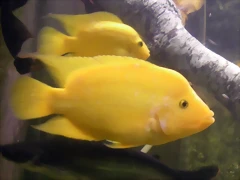 Amphilophus citrinellus Amphilophus citrinellus