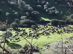 010, ya est las vacas