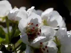 flores de peral 1, marca