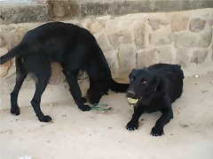pipo y pipa pipo y pipa