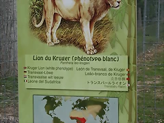 Le Parc des Felins agost 2010 940 Le Parc des Felins agost 2010 940