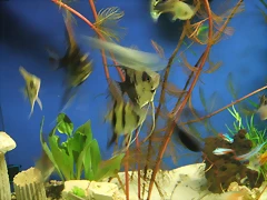 DSCF1549 DSCF1549