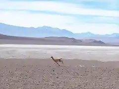 Bordeando el salar de “Pedernales”.