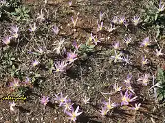 02, florecillas en el llano 1, marca