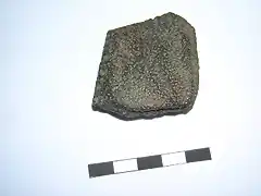 Chlamytherium s.p., placa de coraza, pleistoceno, Santa Fe River, Florida