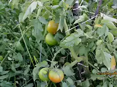 023, tomates 1, marca