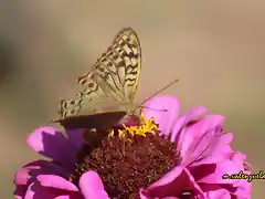 20, mariposa, marca