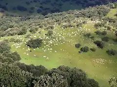 010, ovejas pastando