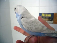 perikito1
