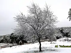 11, almendro en el descansadero, marca