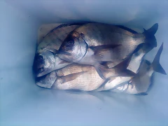 sargos2 sargos2