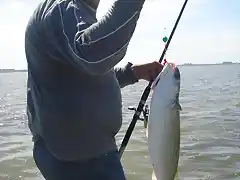 Pesca de lisas en Juan y Juan